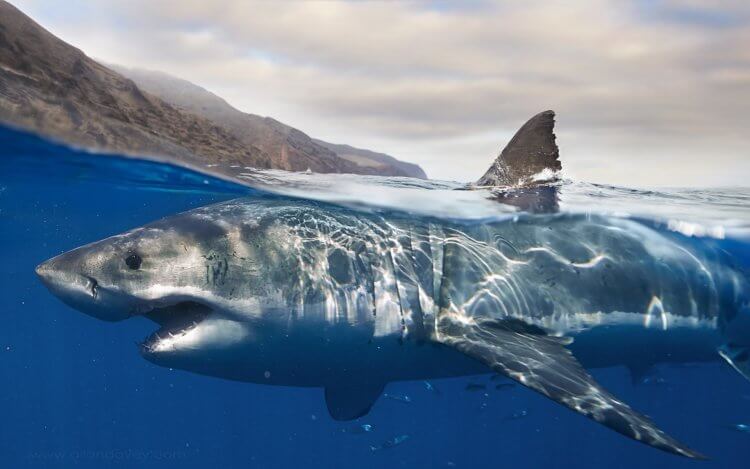 Ученые выяснили, откуда появились акулы-людоеды, убивающие людей. Фото.