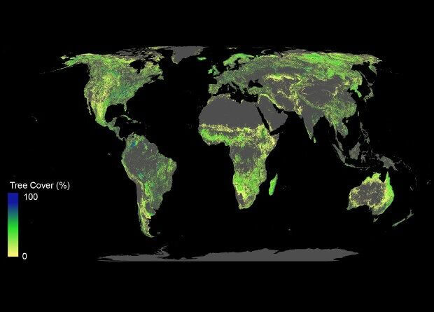 Что будет, если на Земле появится лес размером с континент? Где можно посадить лес? Фото.