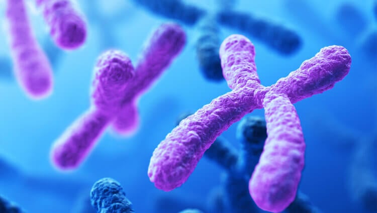 Почему у людей именно 23 пары хромосом? Фото.