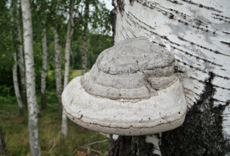 Как грибы-паразиты превращают муравьев в зомби? Грибы-паразиты в России. Фото.
