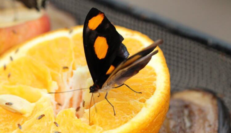 Почему съедобные насекомые полезнее, чем стакан апельсинового сока? Фото.