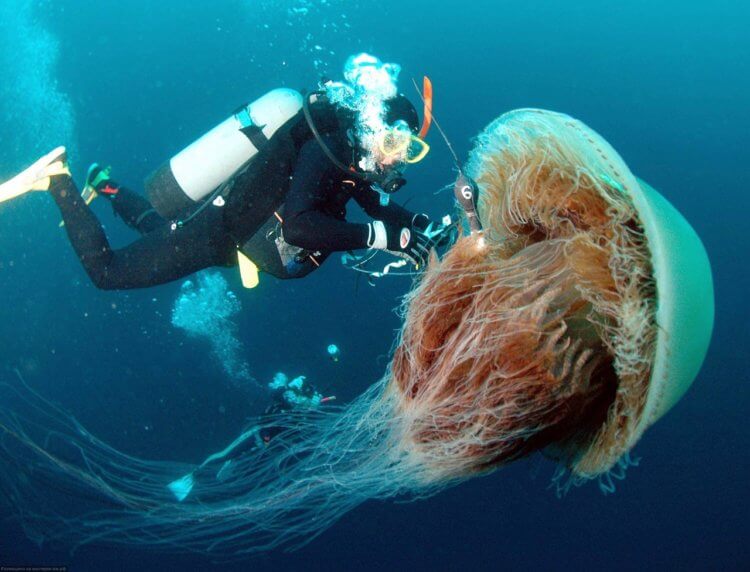 #видео | В Великобритании нашли гигантскую медузу размером с человека. Самая большая медуза. Фото.