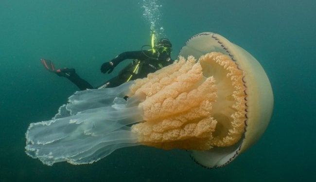 #видео | В Великобритании нашли гигантскую медузу размером с человека. Фото.