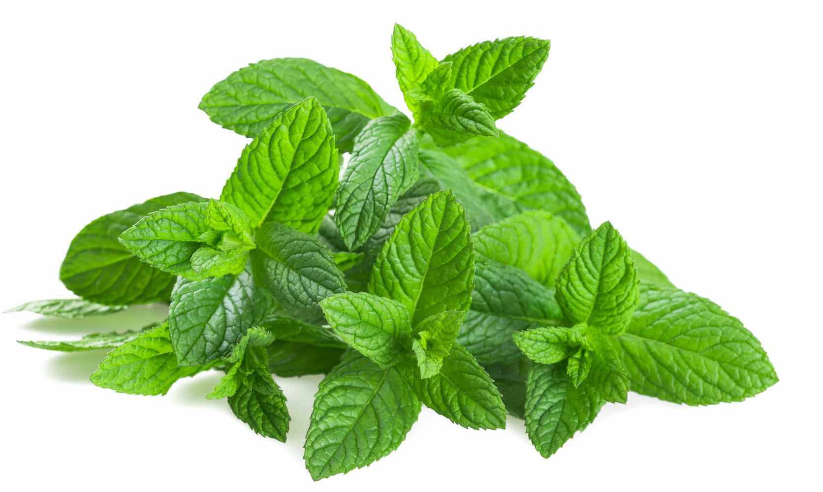 Почему после мяты мы чувствуем холод во рту? Как появился ментол в мяте? Фото.