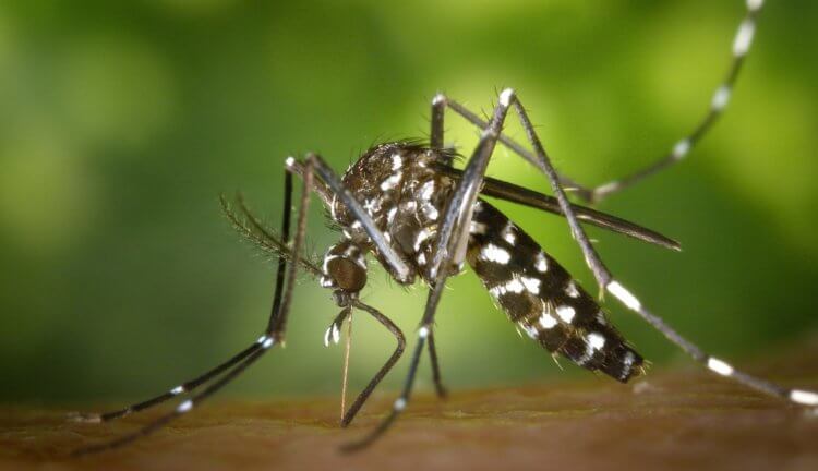 Радиация и биологическое оружие уничтожило комаров в Китае. Фото.