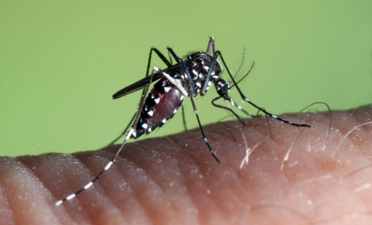Радиация и биологическое оружие уничтожило комаров в Китае. Опасные комары. Фото.
