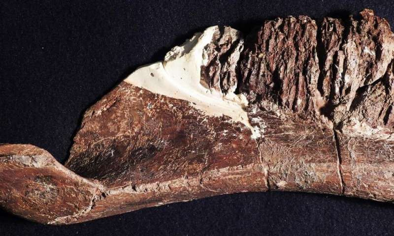 Ученые открыли нового динозавра. Он был похож на утку.. Новый вид динозавров.. Фото.