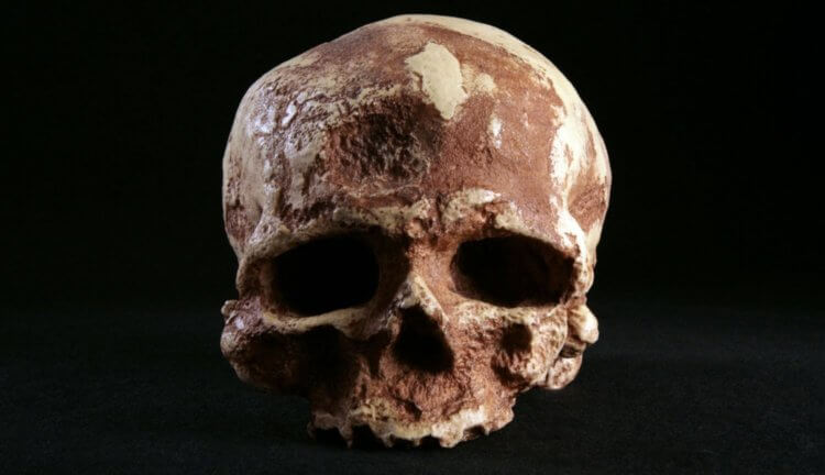 Ученые раскрыли преступление, совершенное 33 тысячи лет назад. Фото.