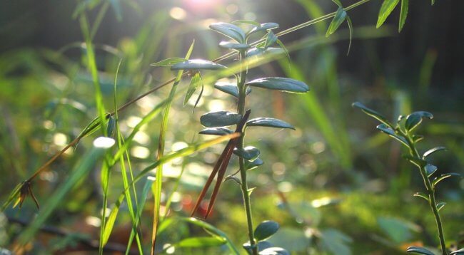 Ученые поняли механизм дыхания растений. Как это поможет людям? Фото.