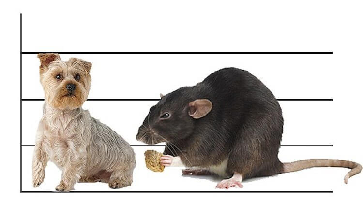 Самые большие крысы в мире были размером с собаку. Ими питались люди. Фото.