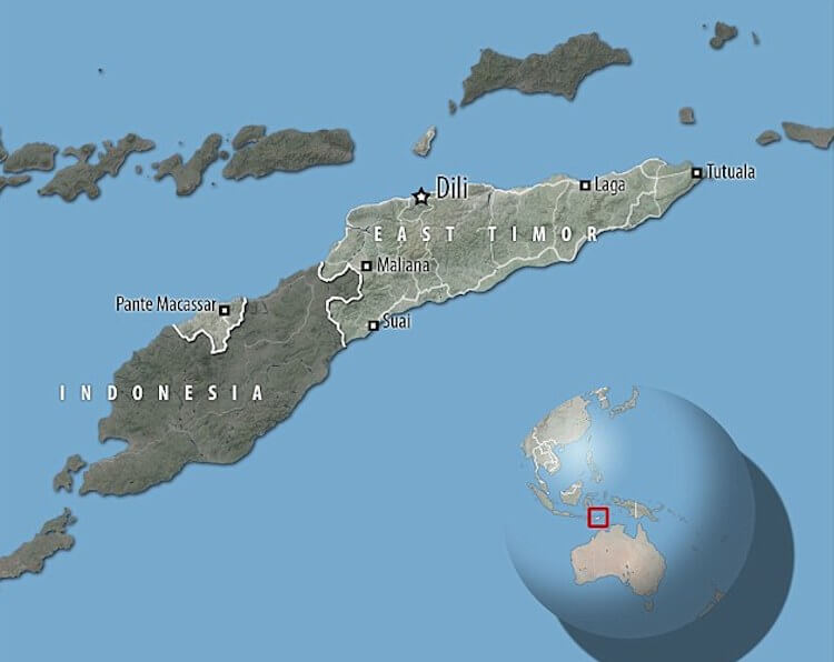 Самые большие крысы в мире были размером с собаку. Ими питались люди.. Самая большая крыса в мире.. Фото.