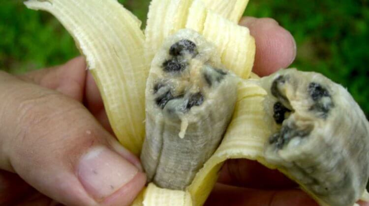 Почему бананы могут исчезнуть с лица Земли? Как распространяется болезнь? Фото.