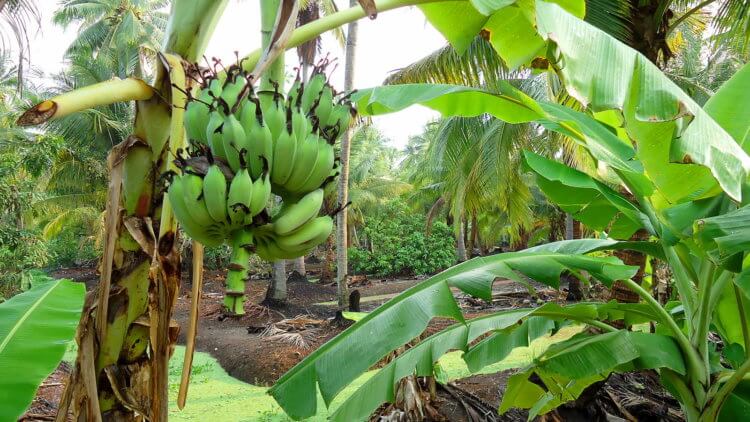 Почему бананы могут исчезнуть с лица Земли? - Hi-News.ru