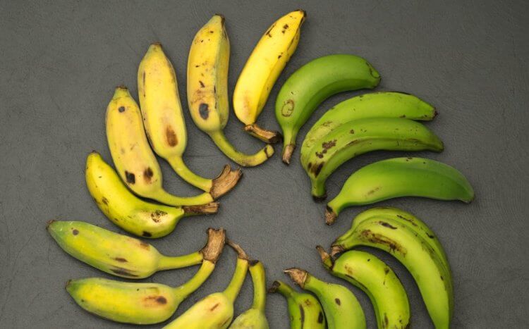 Почему бананы могут исчезнуть с лица Земли? Где растут бананы? Фото.