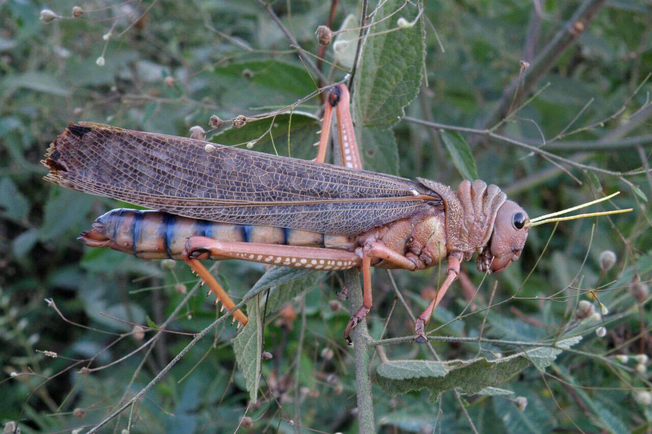 Российские ученые хотят добавлять в колбасу панцири саранчи. Зачем?. Зачем добавлять панцири саранчи в продукты?. Фото.