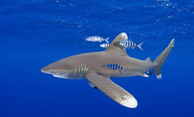 Длиннокрылая акула — самая опасная акула в мире. Длиннокрылая акула. Фото.