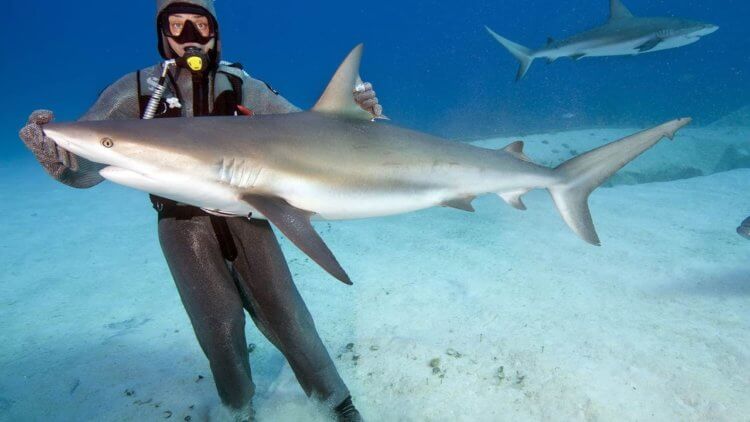 Рифовая акула — опасный обитатель Индийского и Тихого океана. Такая акула вовсе не выглядит страшной. Фото.