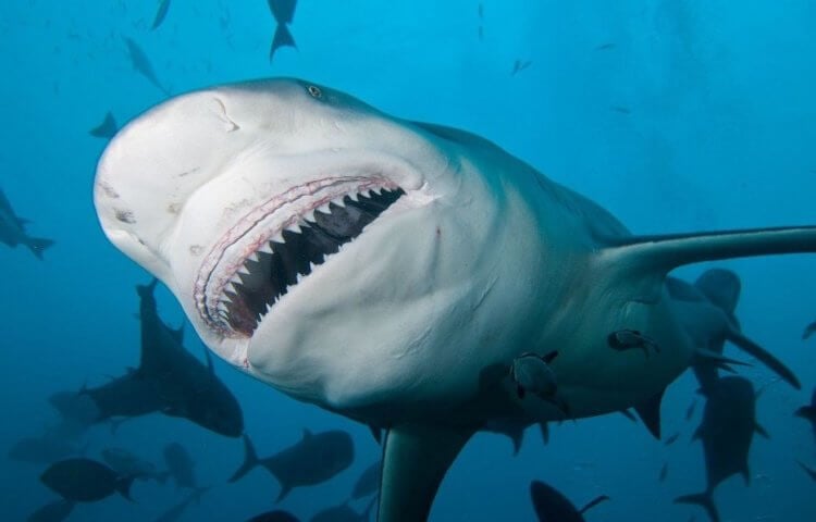 Тупорылая акула — нападает даже в реках. Тупорылая акула. Ничего личного…. Фото.
