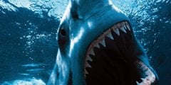 10 самых опасных акул, убивающих людей. Фото.