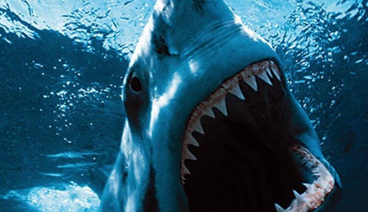 10 самых опасных акул, убивающих людей. Никто не хочет встретить акулу в океане. Фото.