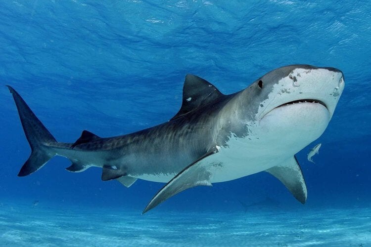 Тигровая акула — всеядна и очень опасна. Знаменитая тигровая акула. Фото.