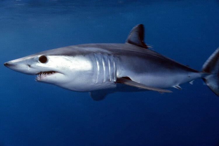 Акула-мако — опасный хищник тропических и умеренных морей. Смотрится жутковато. Фото.