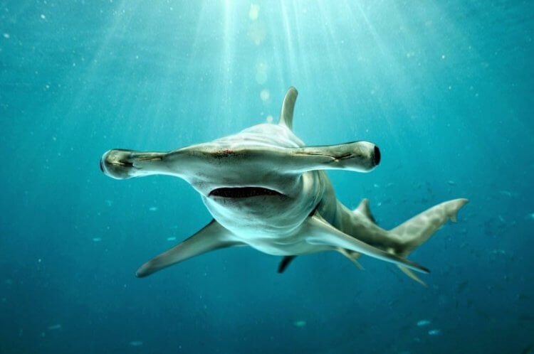 Гигантская акула-молот — монстр, способный разорвать человека на части. Это тоже акула! Фото.