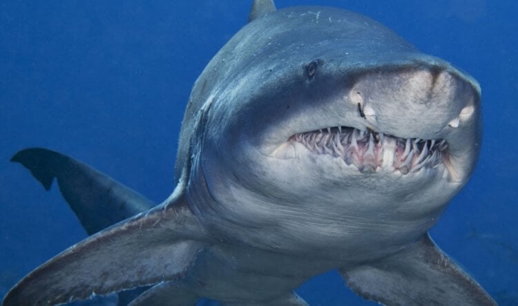 Песчаная акула — нападает, но редко. Акула-убийца это не фразеологизм. Фото.