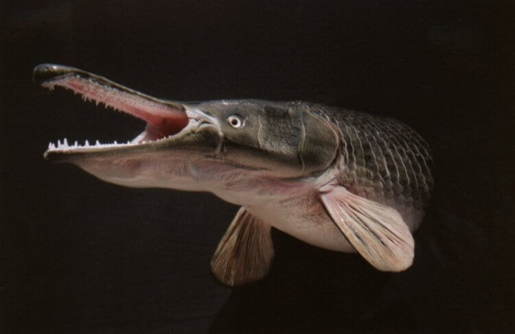 Как древняя рыба поможет людям восстанавливать утраченные конечности. Какая рыба позволит восстановить конечности? Фото.