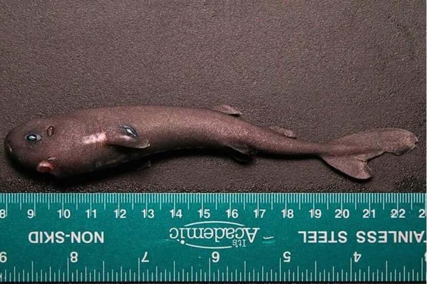 Как выглядит самая маленькая акула в мире?. Глубоководная акула.. Фото.