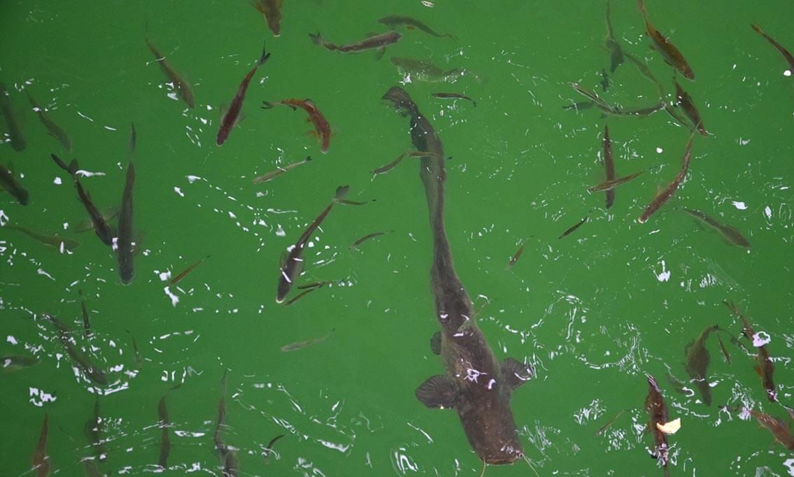 Как выглядит Чернобыль сегодня? Туризм в Чернобыле. Как выглядит Чернобыль сегодня? Туризм в Чернобыле. Фото.