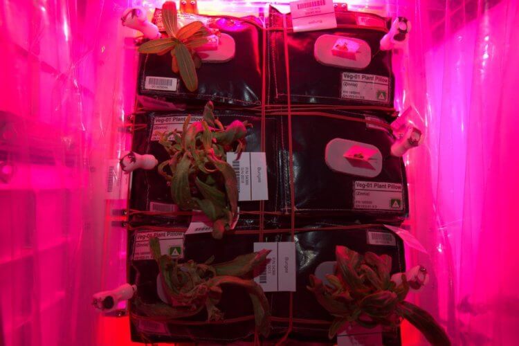 США посадят перец в космосе. Когда будет собран первый урожай? Как выращивают растения на МКС? Фото.