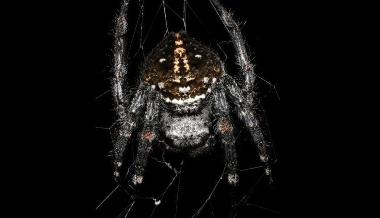 Этот паук плетет самую прочную паутину. В чем его секрет? Фото.
