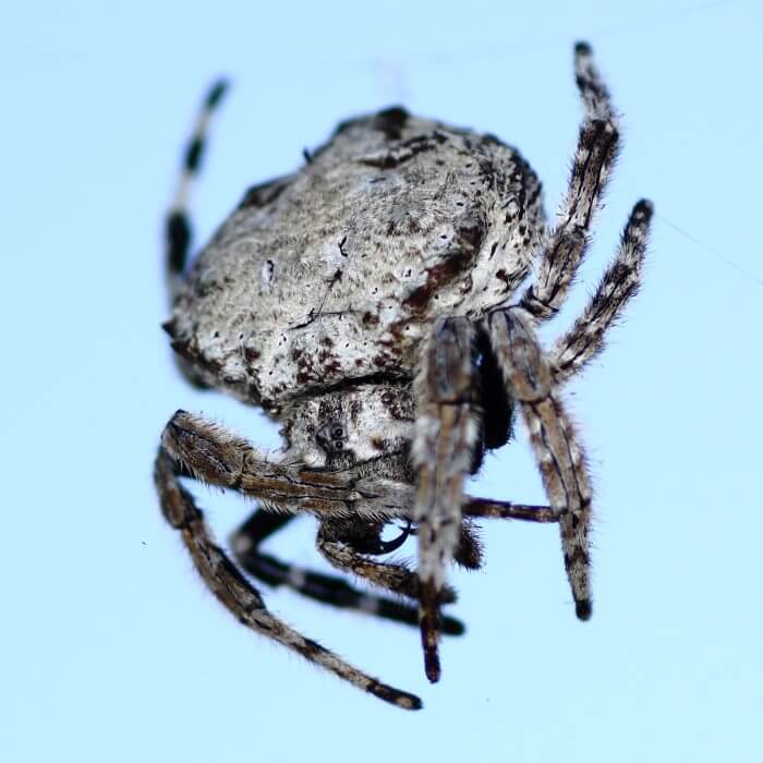 Этот паук плетет самую прочную паутину. В чем его секрет? Маленький паук. Фото.