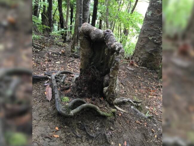 Новозеландские ученые обнаружили пень-вампир, высасывающий соки из соседних деревьев. Фото.