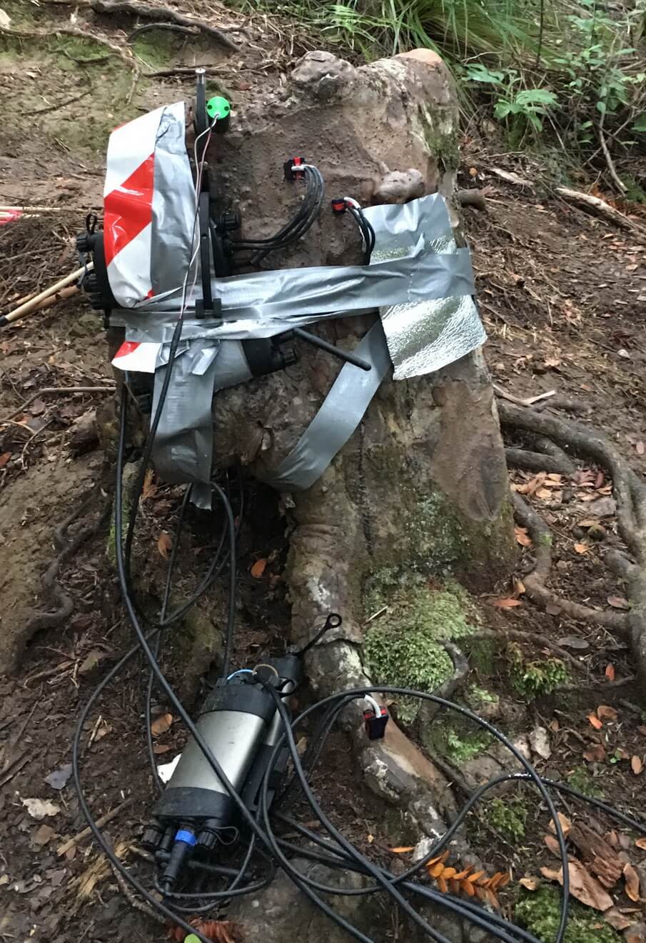 Новозеландские ученые обнаружили пень-вампир, высасывающий соки из соседних деревьев. Как пень остался жив? Новозеландские ученые обнаружили пень-вампир, высасывающий соки из соседних деревьев. Как пень остался жив? Фото.