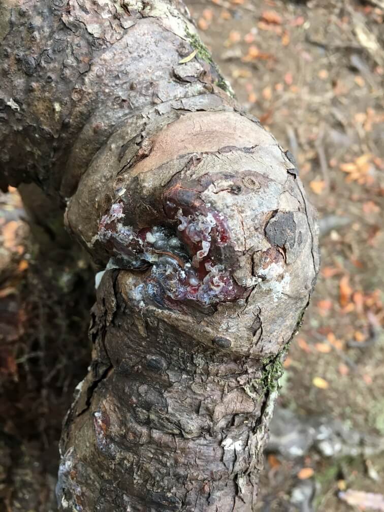 Новозеландские ученые обнаружили пень-вампир, высасывающий соки из соседних деревьев. Необычный пень-вампир. Новозеландские ученые обнаружили пень-вампир, высасывающий соки из соседних деревьев. Необычный пень-вампир. Фото.