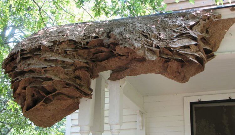 В США найдены огромные осиные гнезда, и их невозможно уничтожить. Фото.
