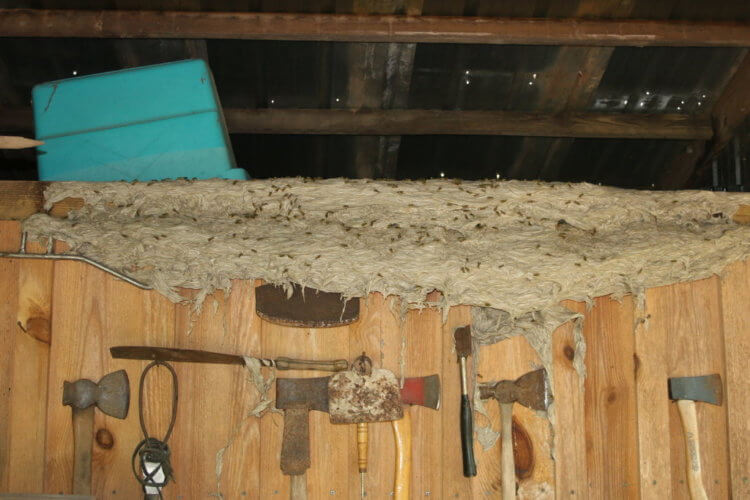 В США найдены огромные осиные гнезда, и их невозможно уничтожить. В Алабаме возросло количество опасных ос. Фото.