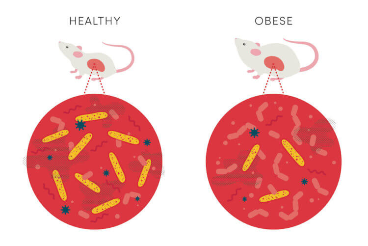 Найдены бактерии, которые защищают от ожирения. Как это поможет людям? Как бактерии помогают сбросить вес. Фото.