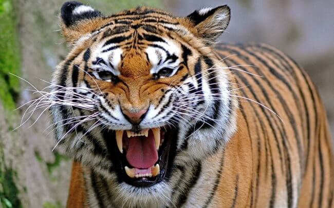 В Средней Азии хотят «воскресить» каспийских тигров. Фото.