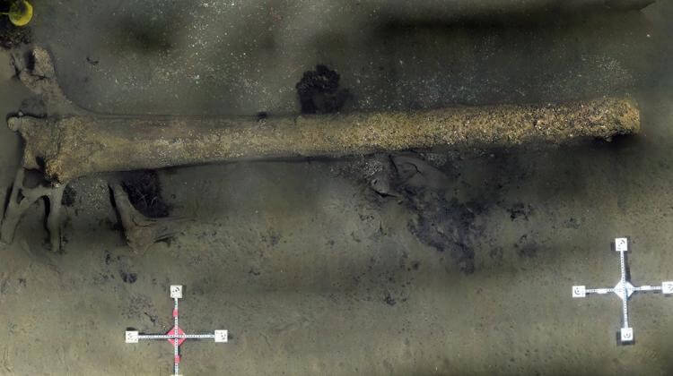 Под водой обнаружен древний лес, которому 10000 лет. Что такое древний лес. Фото.