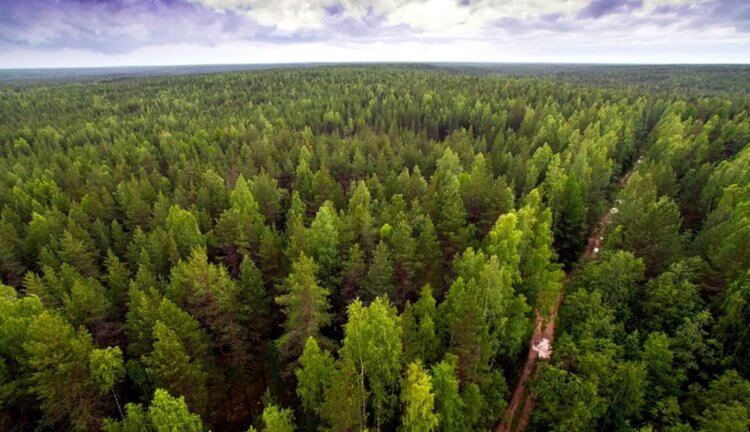 Что будет, если на Земле появится лес размером с континент? Фото.