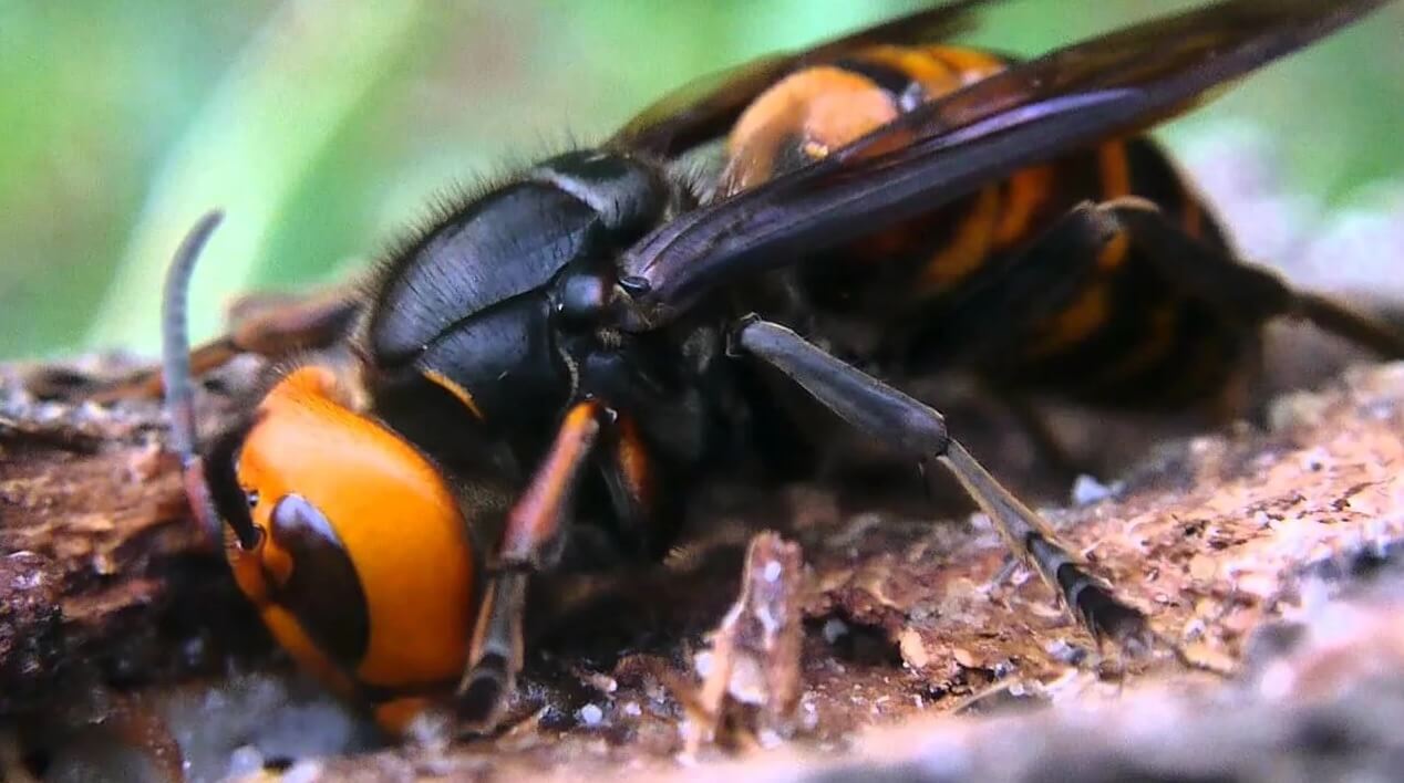Самая большая оса в мире. Где живет и чем опасна.. Как защититься от нападения ос?. Фото.