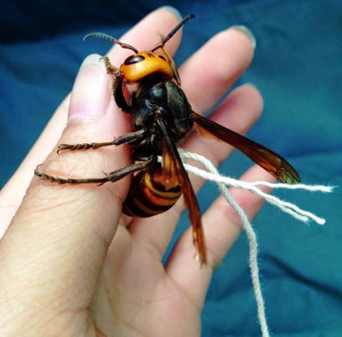 Самая большая оса в мире. Где живет и чем опасна.. Чем опасен гигантский азиатский шершень?. Фото.