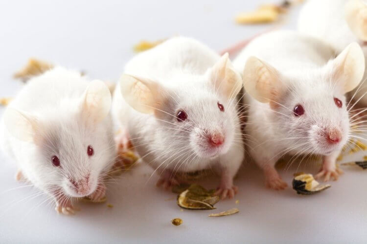 Почему человек может испытывать боль? Лабораторные мыши стали объектом нового исследования. Фото.