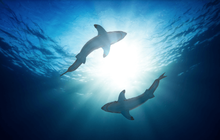 Почему акулы светятся в темноте. Фото.