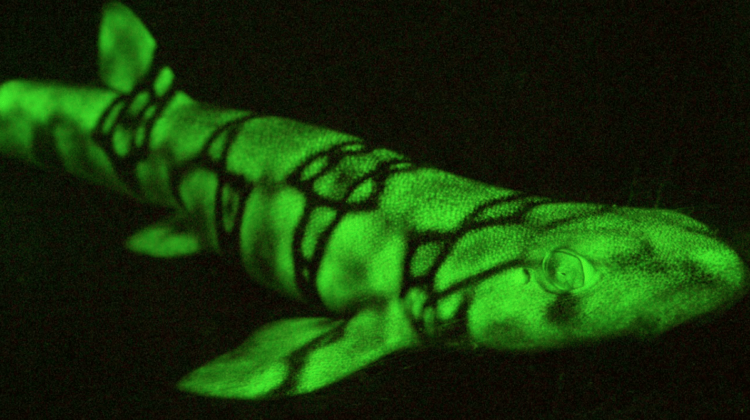 Почему акулы светятся в темноте. Уникальные возможности акул. Фото.