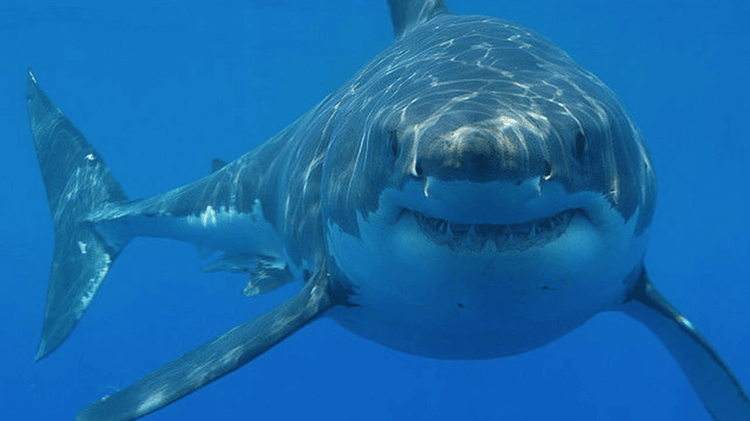 Акулы умнее, чем мы думаем. Фото.