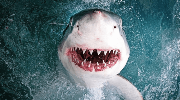 Акулы умнее, чем мы думаем. Положение акул в обществе. Фото.